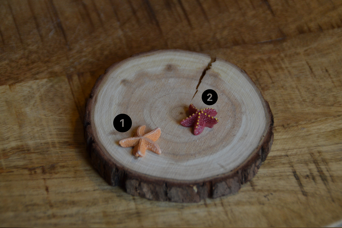 zeester decoratie €0,49